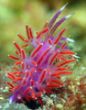 fullnudi.jpg