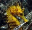 seahorse_edited-2.jpg