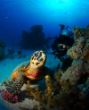 anaandturtle_edited-1.jpg