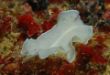 white worm.jpg